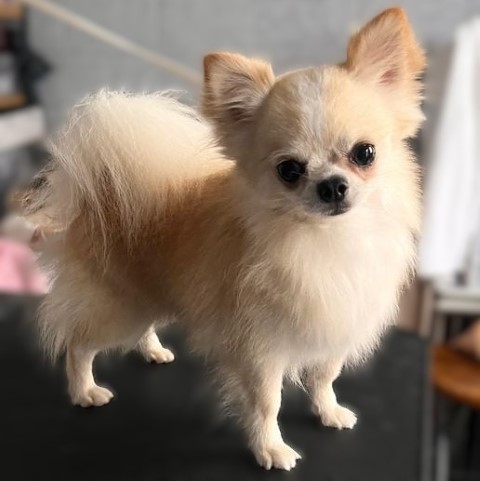 Dog Photo