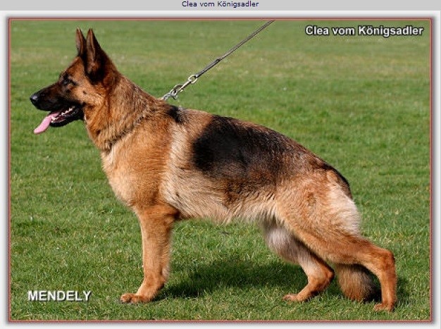 Dog Photo