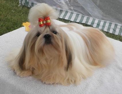Dog Photo
