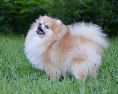 Dog Photo