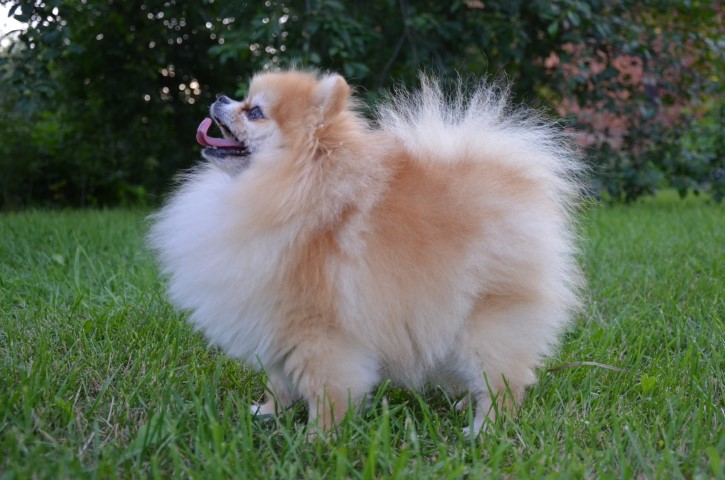 Dog Photo