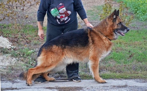 Dog Photo