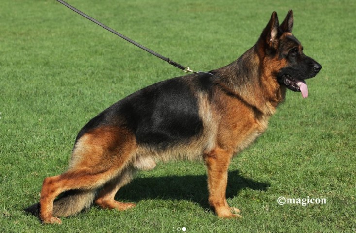 Dog Photo