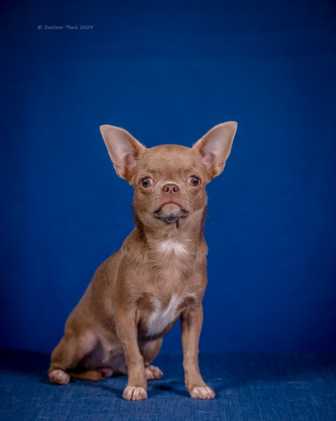 DEAR YODA IZ DOMA PETROFF