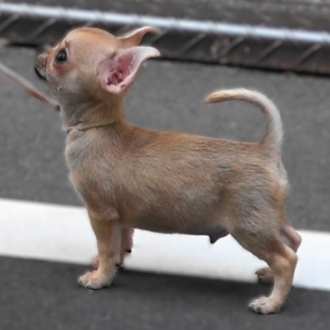 Dog Photo