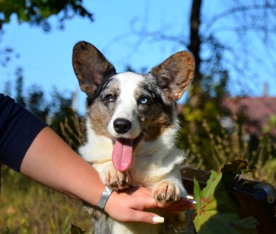 Dog Photo