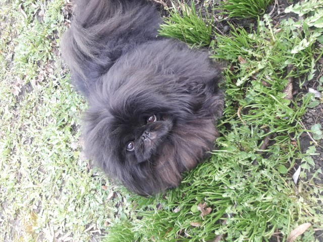 Dog Photo