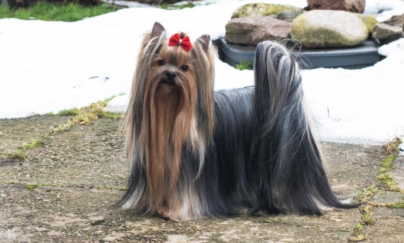 Dog Photo