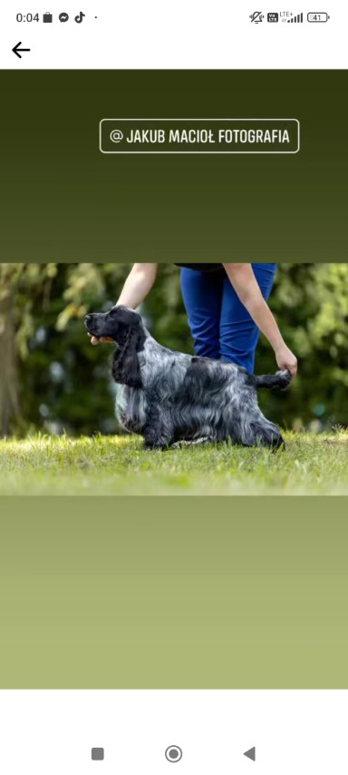 Dog Photo