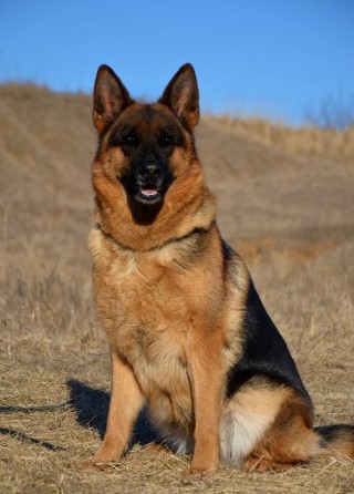 Dog Photo