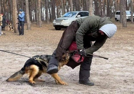 Dog Photo