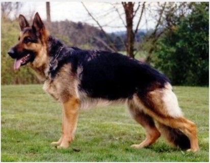 Dog Photo