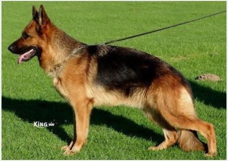 Dog Photo