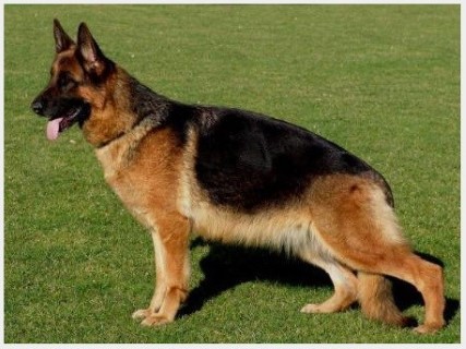 Dog Photo