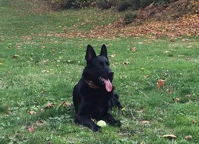 Dog Photo