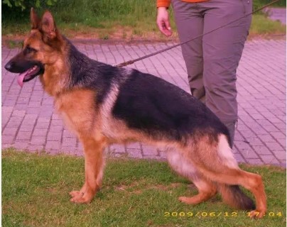 Dog Photo