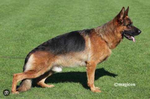 Dog Photo