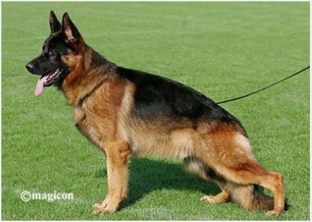 Dog Photo
