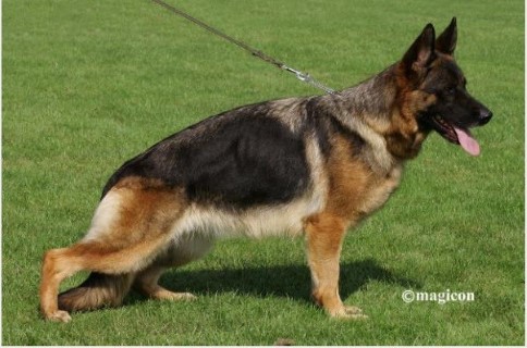 Dog Photo