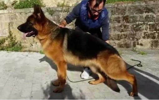 Dog Photo