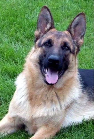 Dog Photo