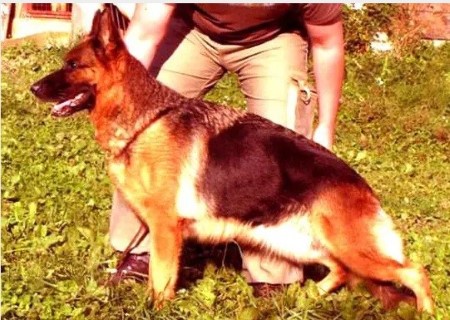 Dog Photo