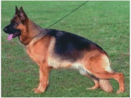 Dog Photo