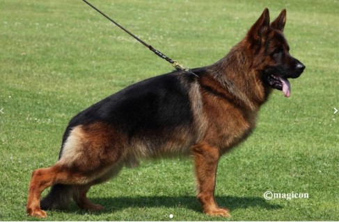 Dog Photo