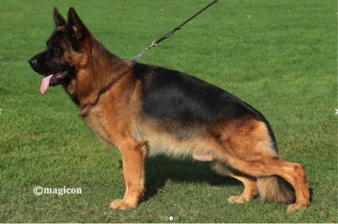 Dog Photo