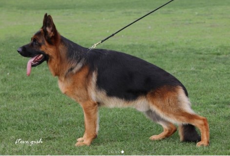Dog Photo