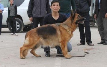 Dog Photo