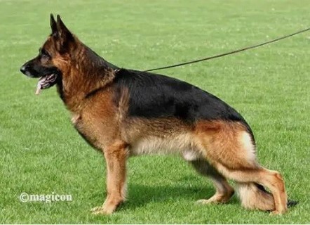 Dog Photo