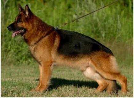 Dog Photo