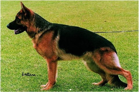 Dog Photo
