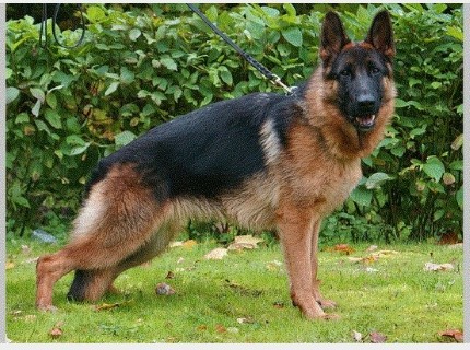 Dog Photo