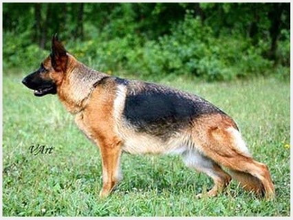 Dog Photo
