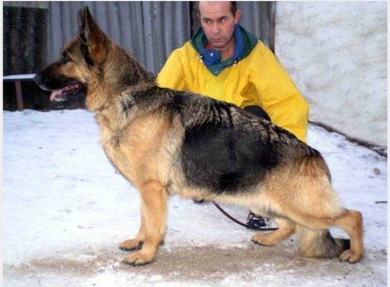 Dog Photo