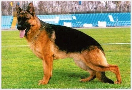 Dog Photo