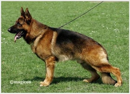 Dog Photo