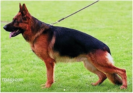 Dog Photo