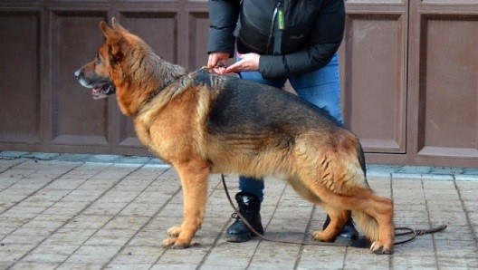 Dog Photo