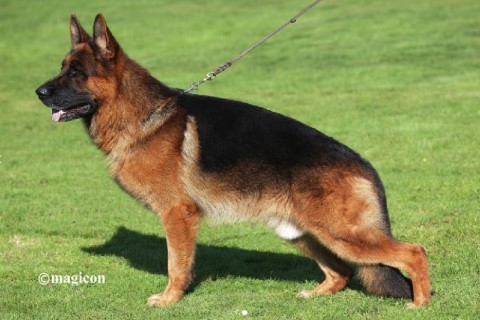 Dog Photo