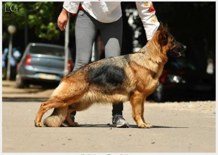 Dog Photo