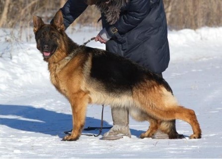 Dog Photo