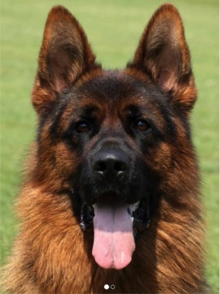 Dog Photo