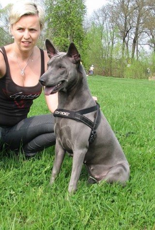 Dog Photo