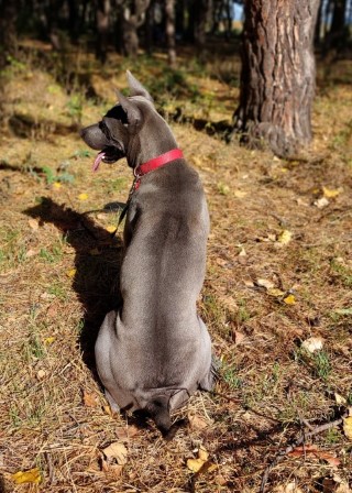 Dog Photo