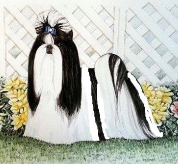Dog Photo