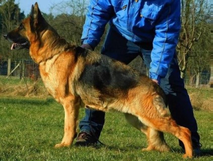 Dog Photo
