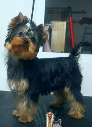 Dog Photo